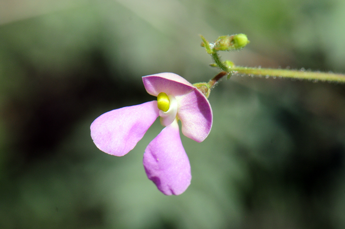 Slimleaf Bean flowers are purple, pink or lavender. The flowers are typical “pea” type flowers and the “keel” petal is noticeably twisted or curved as shown in the photo. Phaseolus angustissimus 